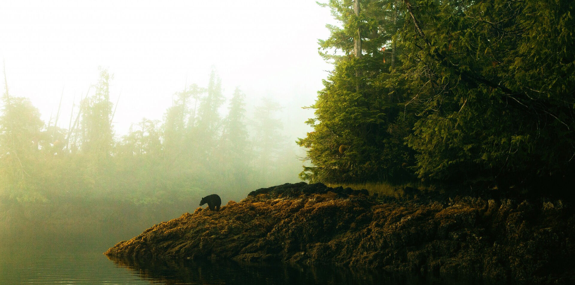 Pacific Rim Whales & Bears